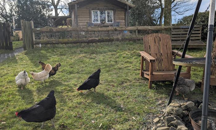 All the fun of the farm!